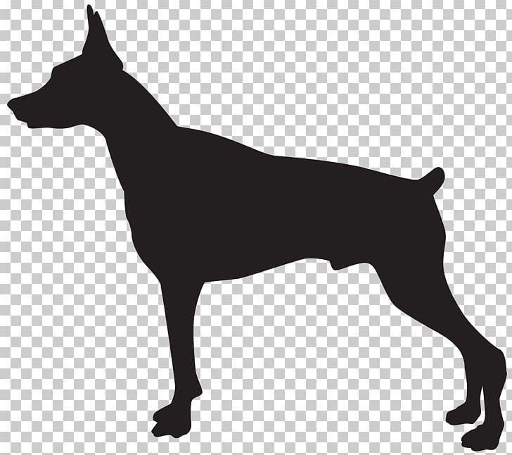 Dobermann Rottweiler German Shepherd Pit Bull German Pinscher PNG, Clipart, Black And White, Breed, Carnivoran, Dobermann, Dog Free PNG Download