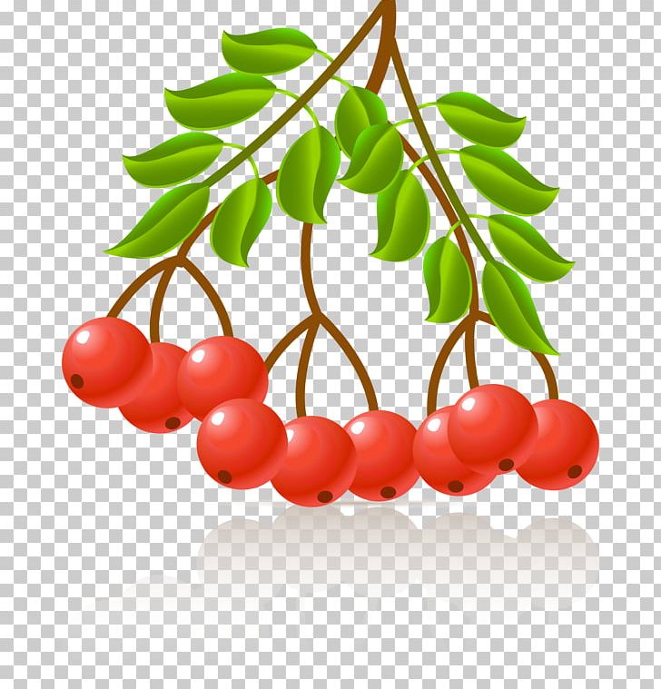 Photography Plant PNG, Clipart, Android, Berry, Branch, Cherry, Clip Art Free PNG Download