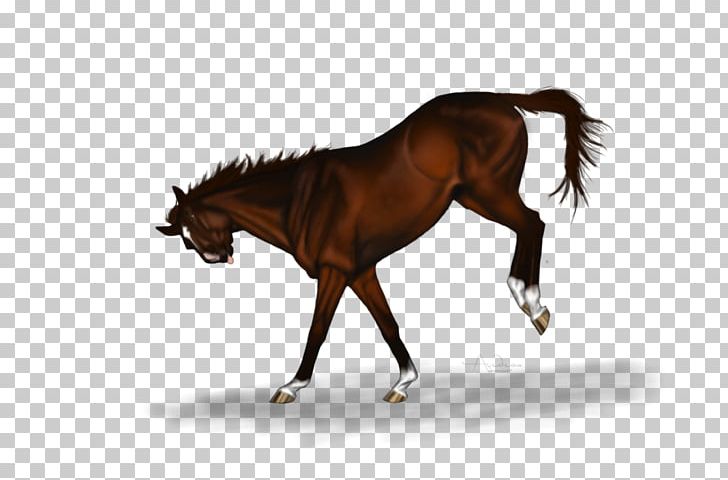 Stallion Mustang Foal Mare Colt PNG, Clipart, Bridle, Colt, English Riding, Equestrian, Equestrian Sport Free PNG Download