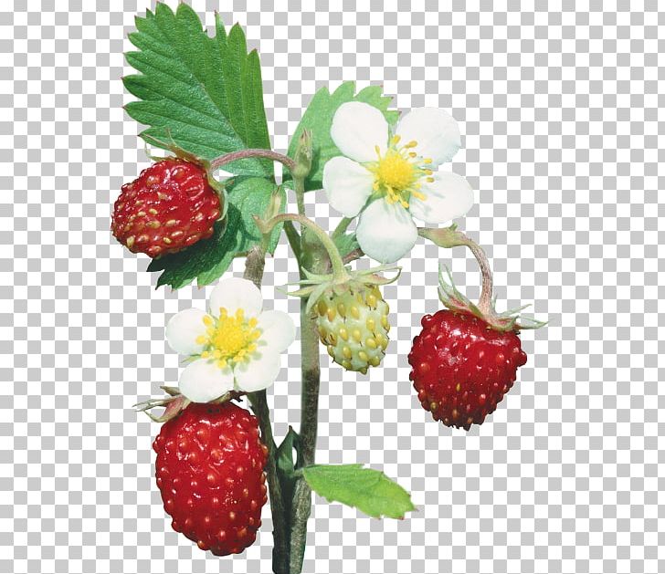 Strawberry Portable Network Graphics Fruit Berries PNG, Clipart, Berries, Berry, Blog, Encapsulated Postscript, Flower Free PNG Download