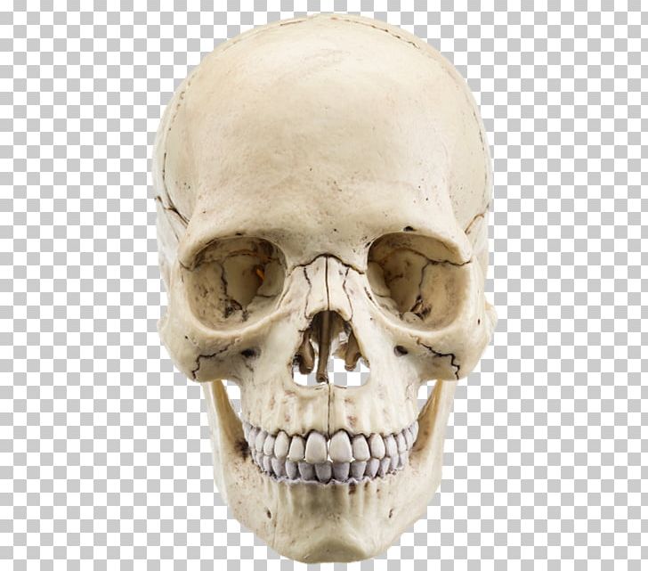 The Human Skull Stock Photography Anatomy Bone PNG, Clipart, Anatomy, Bone, Head, Human Head, Human Skeleton Free PNG Download