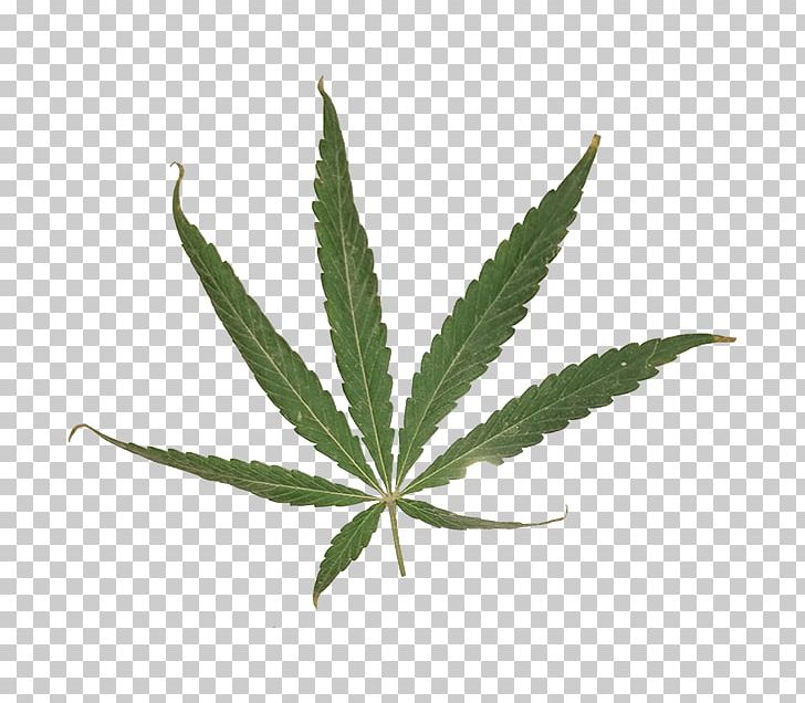 Cannabis Sativa Leaf Cannabaceae PNG, Clipart, Cannabaceae, Cannabis, Cannabis Industry, Cannabis Magazine, Cannabis Sativa Free PNG Download
