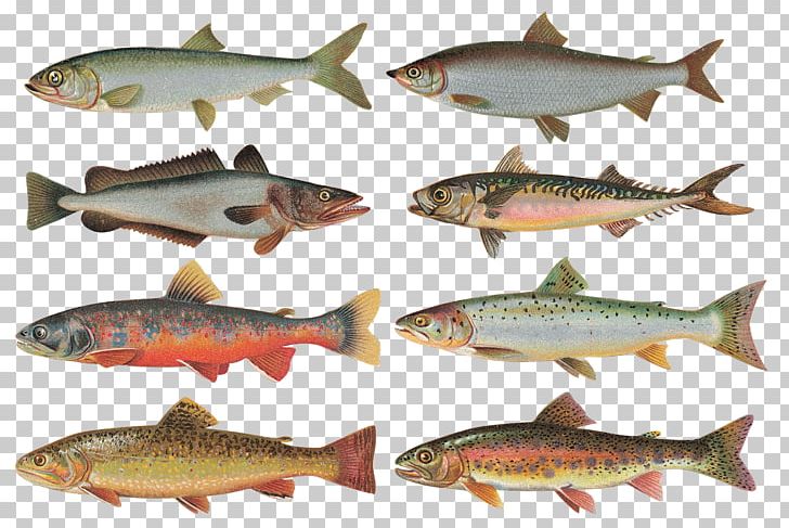 Fish Fototapeta Computer Icons PNG, Clipart, Animals, Avatar, Bony Fish, Coho, Computer Icons Free PNG Download