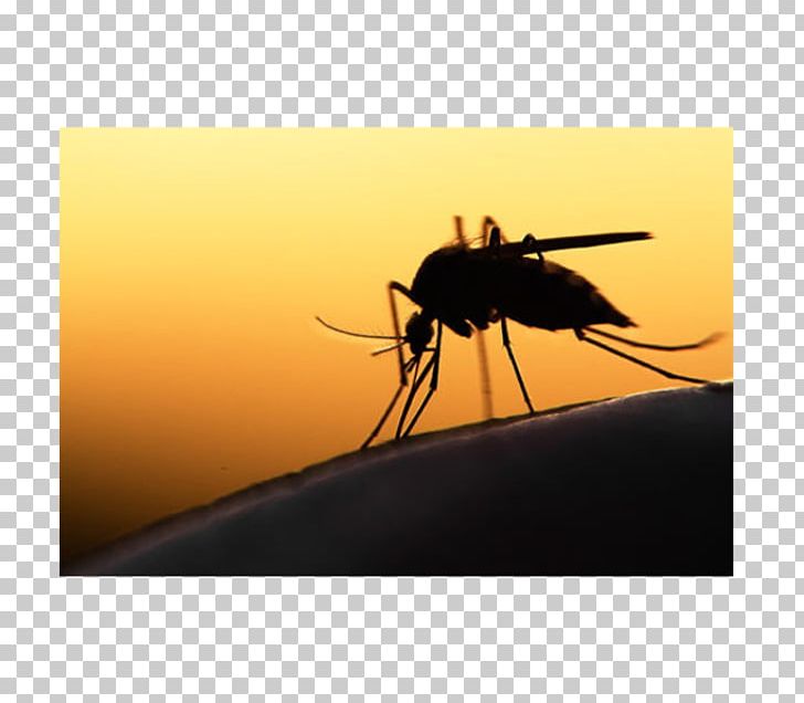 Mosquito-borne Disease 2015–16 Zika Virus Epidemic Zika Fever PNG, Clipart, Aedes Albopictus, Arth, Dengue, Dengue Virus, Disease Free PNG Download