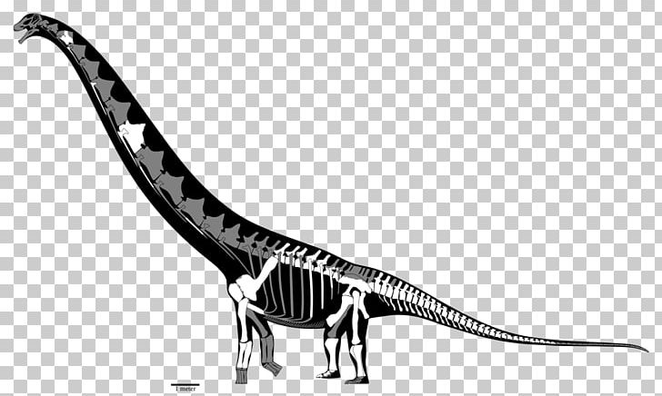 Tyrannosaurus Futalognkosaurus Mamenchisaurus Dreadnoughtus Dinosaur PNG, Clipart, Carcharodontosaurus, Dinosaur, Dreadnoughtus, Fantasy, Futalognkosaurus Free PNG Download