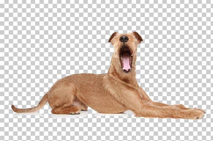 Basenji Chinese Crested Dog Shih Tzu Puppy Boston Terrier PNG, Clipart, Animals, Azawakh, Basenji, Boston Terrier, Boxer Free PNG Download