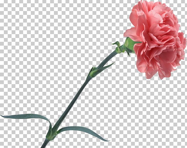 Carnation Cut Flowers Rose PNG, Clipart, Bud, Carnation, Cut Flowers, Download, Floral Design Free PNG Download