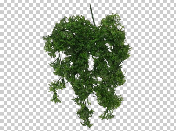 Leaf Vegetable Rock Learning Shrub PNG, Clipart, Branch, Fern, Grass, Herb, Import Free PNG Download