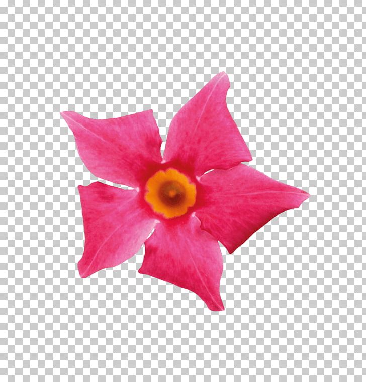 Petal Cut Flowers Pink M Flowering Plant PNG, Clipart, Cut Flowers, Flower, Flowering Plant, Herbaceous Plant, Magenta Free PNG Download