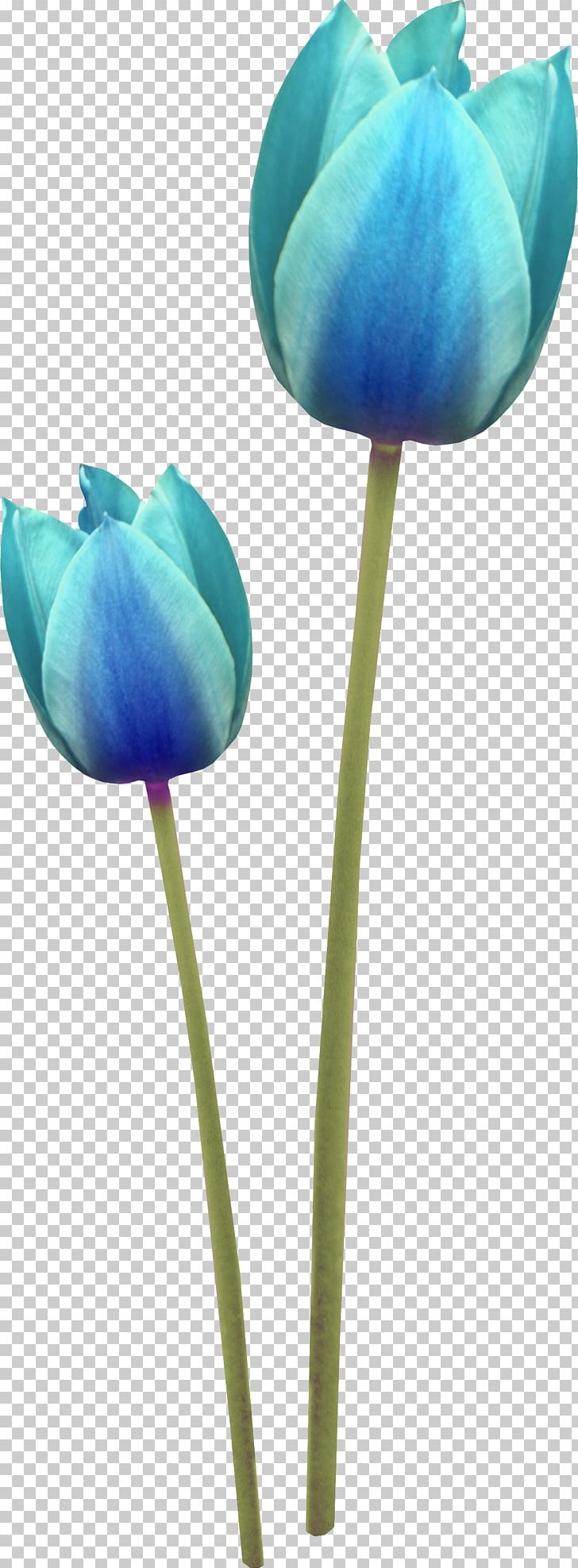 Tulip Cut Flowers PNG, Clipart, Alphabet, Blue, Bud, Color, Cooking Free PNG Download