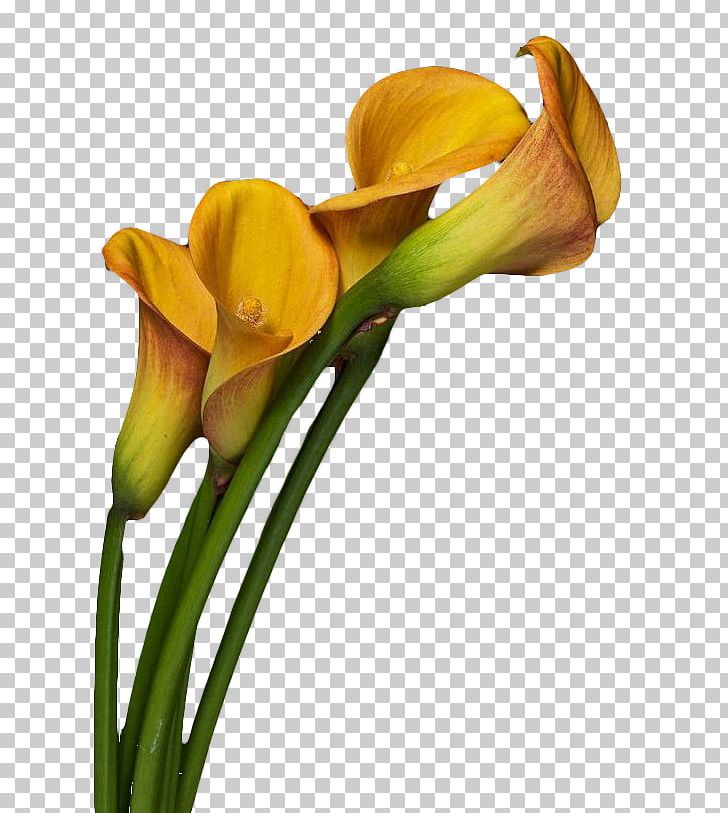 Arum-lily Flower Photography PNG, Clipart, Arum, Arum Lilies, Arumlily, Bud, Calla Free PNG Download