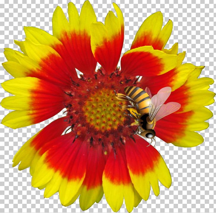 Blanket Flowers Cut Flowers PNG, Clipart, 2017, Annual Plant, Blanket, Blanket Flowers, Chrysanthemum Free PNG Download