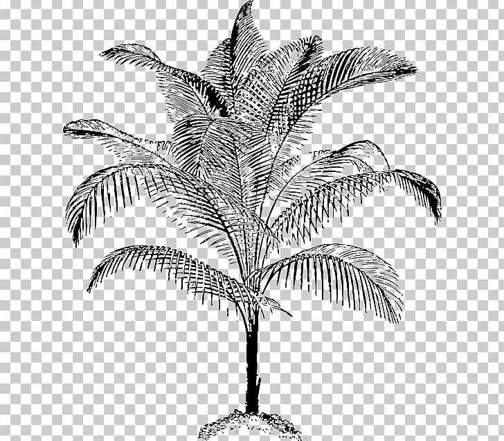 Arecaceae Coconut PNG, Clipart, Arecaceae, Arecales, Asian Palmyra Palm, Black And White, Branch Free PNG Download