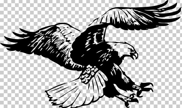 Bald Eagle Black-and-white Hawk-eagle Black And White PNG, Clipart, Animal, Animals, Art, Beak, Bird Free PNG Download