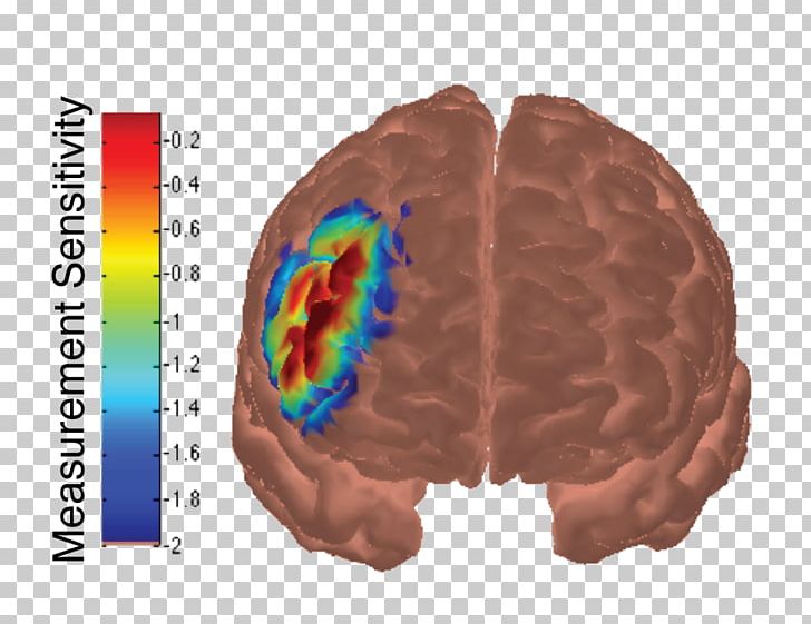 Brain Dorsolateral Prefrontal Cortex Cerebral Cortex Frontal Lobe PNG, Clipart, Amygdala, Auditory Cortex, Auditory System, Brain, Brodmann Area Free PNG Download