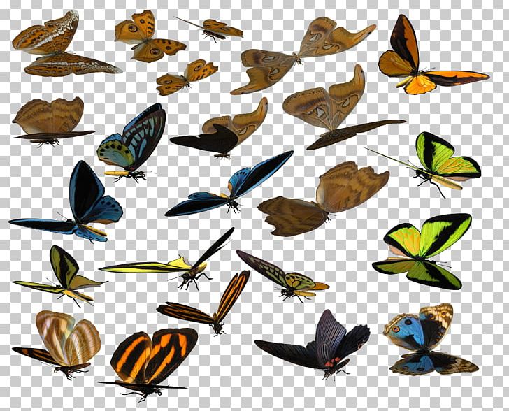 Brush-footed Butterflies Butterfly Animal PNG, Clipart, Arthropod, Brush Footed Butterfly, Butterflies And Moths, Fauna, Insect Free PNG Download
