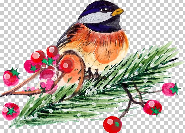 Christmas Bird Count Christmas Bird Count PNG, Clipart, Bird, Bird Cage, Branch, Christmas Decoration, Christmas Frame Free PNG Download