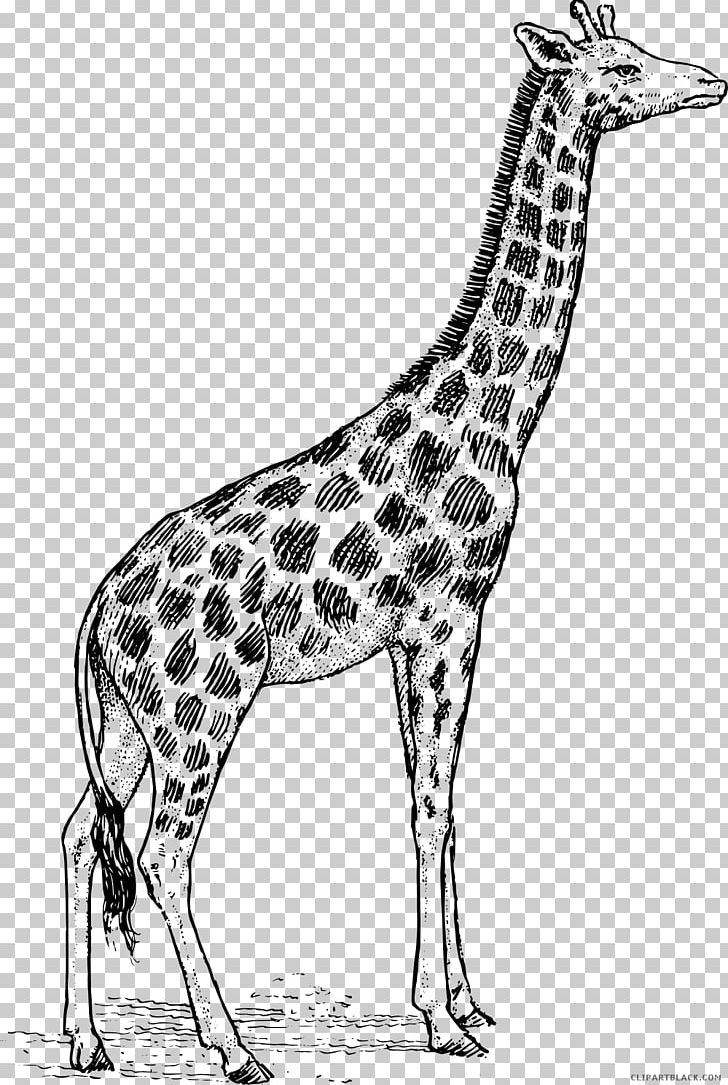 Giraffe Black And White PNG, Clipart, Animal, Animals, Black And White, Black Giraffe, Clip Art Free PNG Download