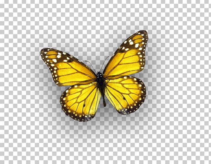 Monarch Butterfly Pieridae 0 Brush-footed Butterflies PNG, Clipart, Arthropod, Bed Sheets, Box, Brush Footed Butterfly, Butterfly Free PNG Download