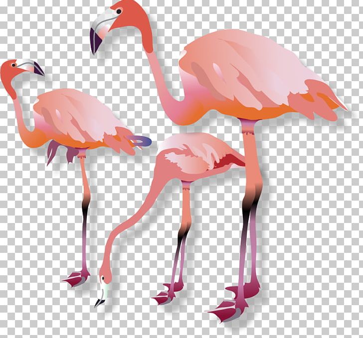 Vertebrate Water Bird Beak Flamingo PNG, Clipart, Animal, Animals, Beak, Bird, Flamingo Free PNG Download