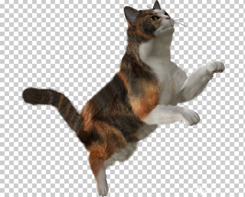 Cat Small To Medium-sized Cats Jumping Tail Toy PNG, Clipart, American Wirehair, Animal Figure, Cat, European Shorthair, Jumping Free PNG Download