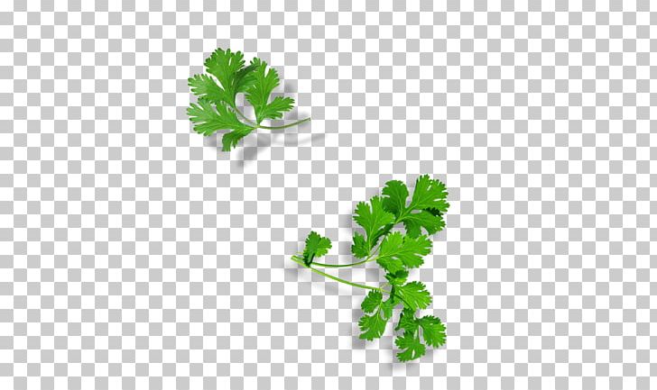 Parsley Herbalism Plant Stem Leaf Superfood PNG, Clipart, Agency, Cilantro, Food, Herb, Herbalism Free PNG Download