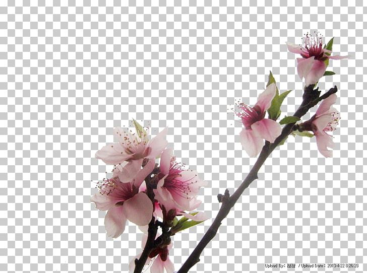 Peach Red PNG, Clipart, Blossom, Branch, Cherry Blossom, Computer Wallpaper, Decorative Free PNG Download