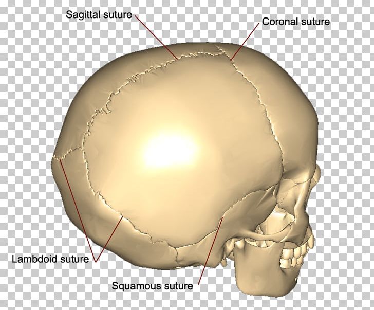 Skull Coronal Suture Squamosal Suture Sagittal Suture Bone PNG, Clipart, Anatomy, Bone, Coronal Suture, Diagram, Fantasy Free PNG Download