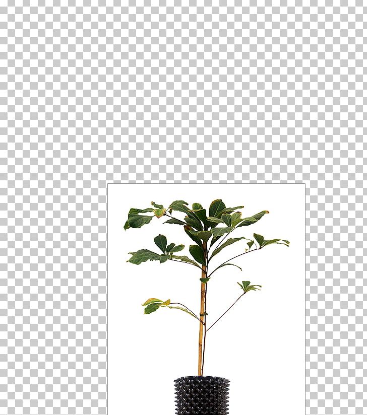 Twig Flowerpot Houseplant Plant Stem Leaf PNG, Clipart, Branch, Common Blackbird, Flowerpot, Houseplant, Leaf Free PNG Download