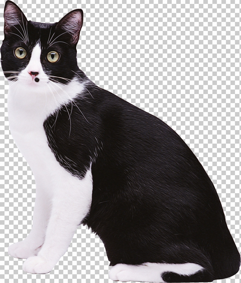 Japanese Bobtail European Shorthair American Wirehair Domestic Short-haired Cat Manx Cat PNG, Clipart, American Wirehair, Cat, Catlike, Domestic Shorthaired Cat, European Shorthair Free PNG Download