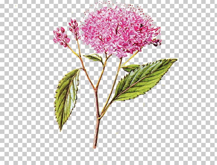 Flower Floral Design PNG, Clipart, Cherry Blossom, Download, Floral Design, Flower, Flowering Plant Free PNG Download