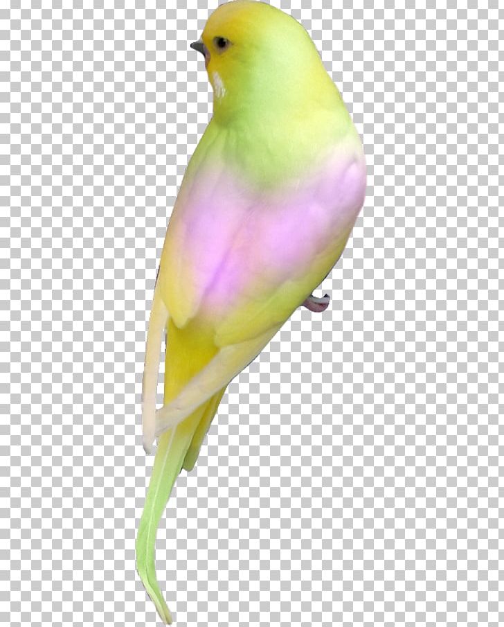 Lovebird Parrot Parakeet PNG, Clipart, Animal, Animals, Beak, Beeeater, Bird Free PNG Download
