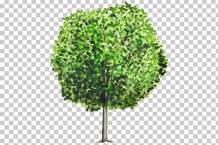 Tree Chiranthodendron Pentadactylon Shrub Trunk PNG, Clipart, Bark, Branch, Dactyl, Evergreen, Flower Free PNG Download