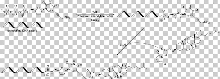 Chemical Modification Cholesterol DNA Nucleic Acid Amide PNG, Clipart, Acid, Amide, Amine, Angle, Area Free PNG Download