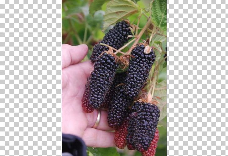 Red Mulberry Loganberry Tayberry Boysenberry Price PNG, Clipart, Artikel, Berry, Blackberry, Boysenberry, Bramble Free PNG Download