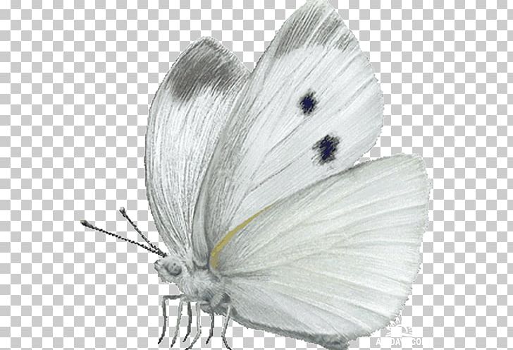 Butterfly Cabbage White Insect Large White PNG, Clipart, Animal, Arthropod, Butterflies And Moths, Butterfly, Butterfly Clipart Free PNG Download