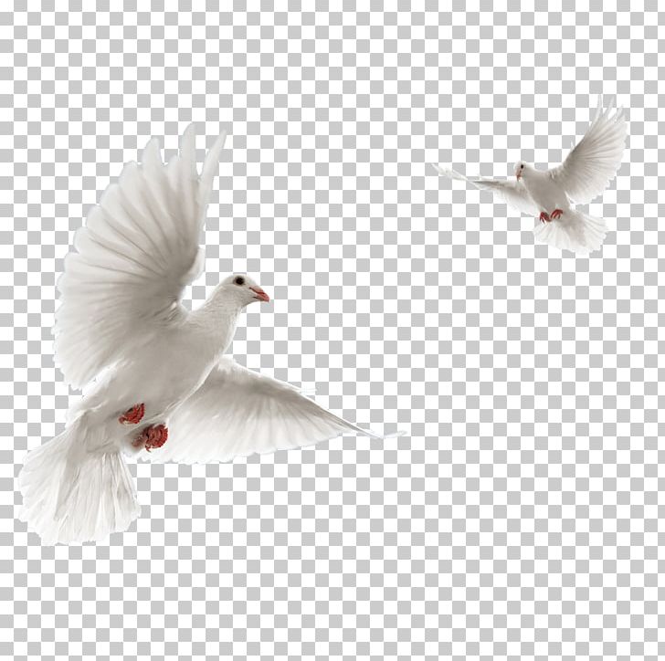 Columbidae Rock Dove Flight Bird PNG, Clipart, Animals, Beak, Bird, Columbidae, Dove Free PNG Download