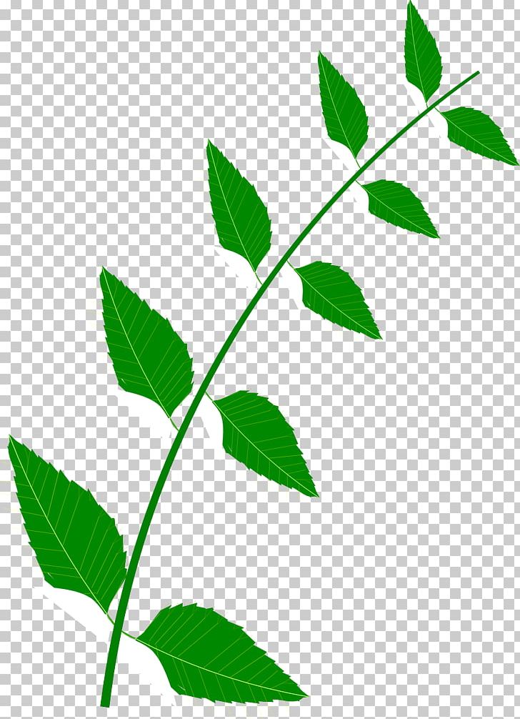 Medicine Food Medicinal Plants Leaf PNG, Clipart, Animaatio, Bitter, Branch, Clip Art, Computer Icons Free PNG Download