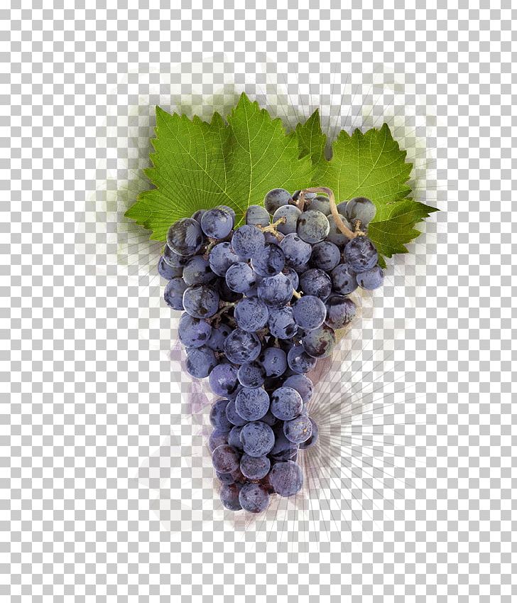 Pinot Noir Grape Burgundy Wine Winemaking Food PNG, Clipart, Burgundy Wine, Common Grape Vine, Flavor, Flowering Plant, Food Free PNG Download