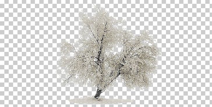 Tree Stone Pine Landscape PNG, Clipart, Branch, Cottonwood, Evergreen, Freezing, Frost Free PNG Download
