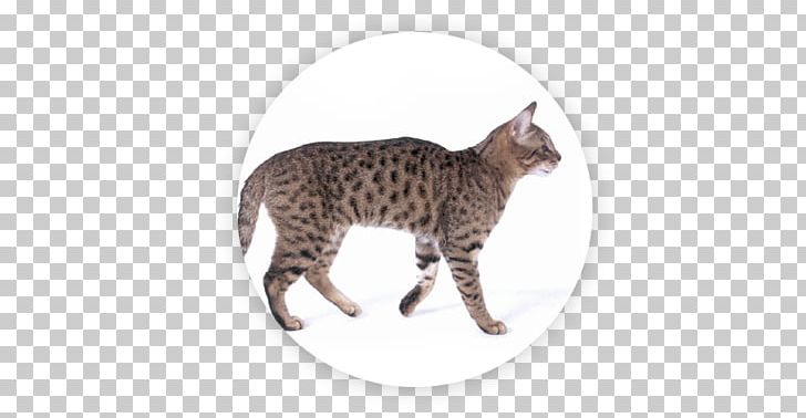 California Spangled Manx Cat Cymric Wildcat Ocelot PNG, Clipart, Breed, California Spangled, Carnivoran, Cat, Cat Breed Free PNG Download