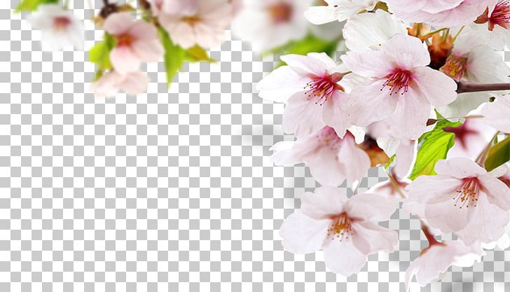 Paper Globe Travel Box Suitcase PNG, Clipart, Baidu, Blossom, Box, Branch, Cherry Blossom Free PNG Download