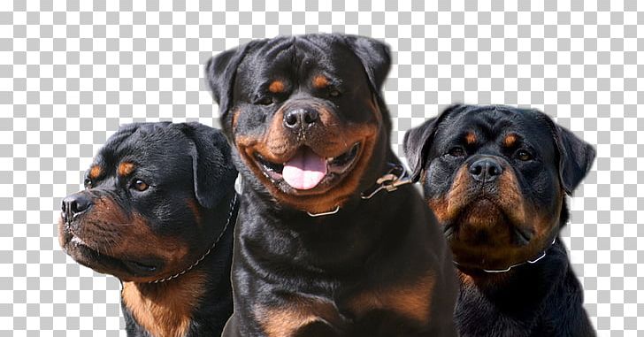 Rottweiler Dog Breed Puppy Companion Dog Bullmastiff PNG, Clipart, Angus, Animals, Boxer, Breed, Bullmastiff Free PNG Download