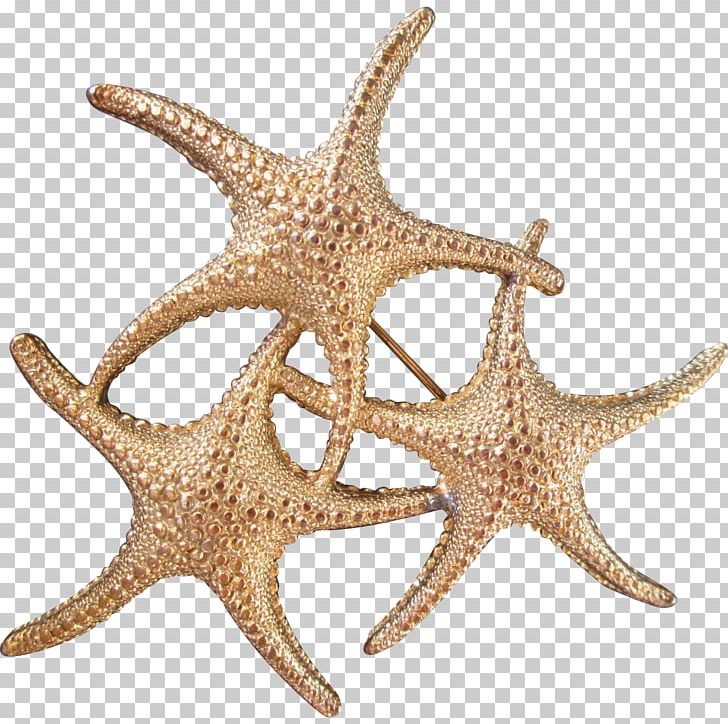 Starfish Echinoderm PNG, Clipart, Animals, Echinoderm, Fun, Invertebrate, Item Free PNG Download