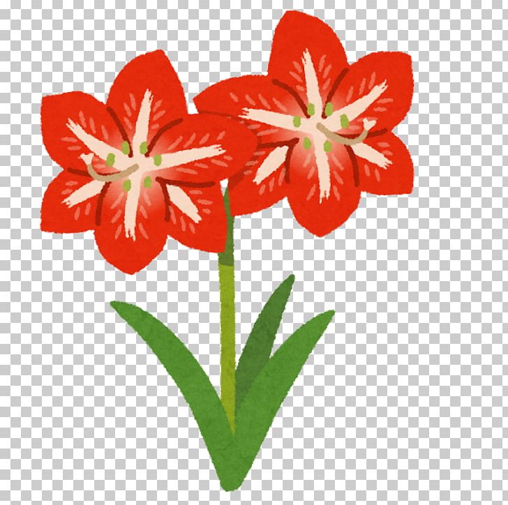 Amaryllis Jersey Lily Japan Cut Flowers Bulb PNG, Clipart, Amaryllis, Amaryllis Belladonna, Amaryllis Family, Bulb, Cut Flowers Free PNG Download