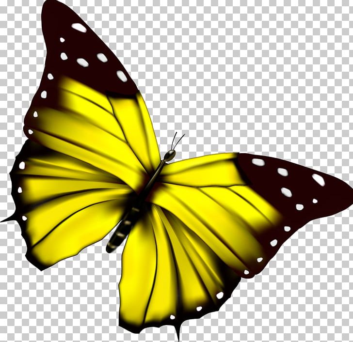 Beautiful Butterfly PNG, Clipart, Arthropod, Beautiful Butterfly, Brush Footed Butterfly, Butterflies And Moths, Butterfly Free PNG Download
