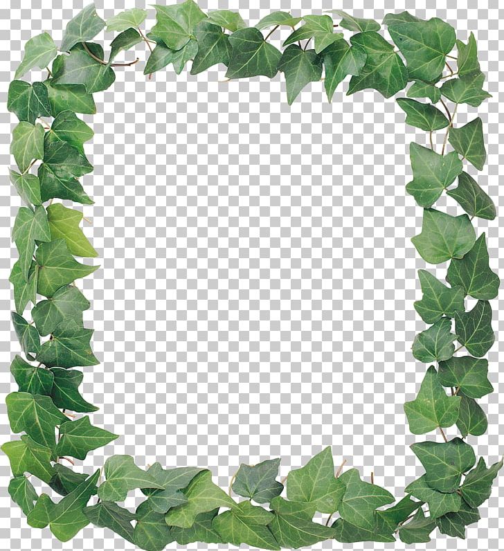 Frames Ivy Vine Cropping PNG, Clipart, Bindweed, Computer Icons, Cropping, Depositfiles, Film Frame Free PNG Download