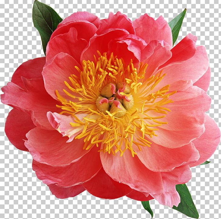 Moutan Peony Pink Flowers PNG, Clipart, Annual Plant, Camellia, Camellia Sasanqua, Desktop Wallpaper, Floral Free PNG Download