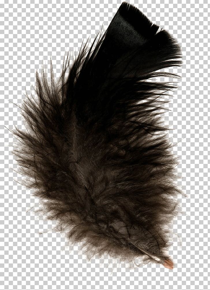 Feather PNG, Clipart, Animals, Black, Digital Image, Download, Feather Free PNG Download