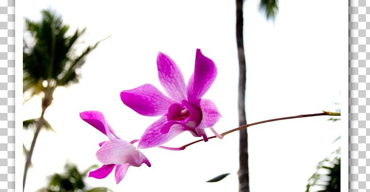 Moth Orchids Dendrobium Cattleya Orchids Pink M PNG, Clipart, Branch, Cattleya, Cattleya Orchids, Dendrobium, Flora Free PNG Download